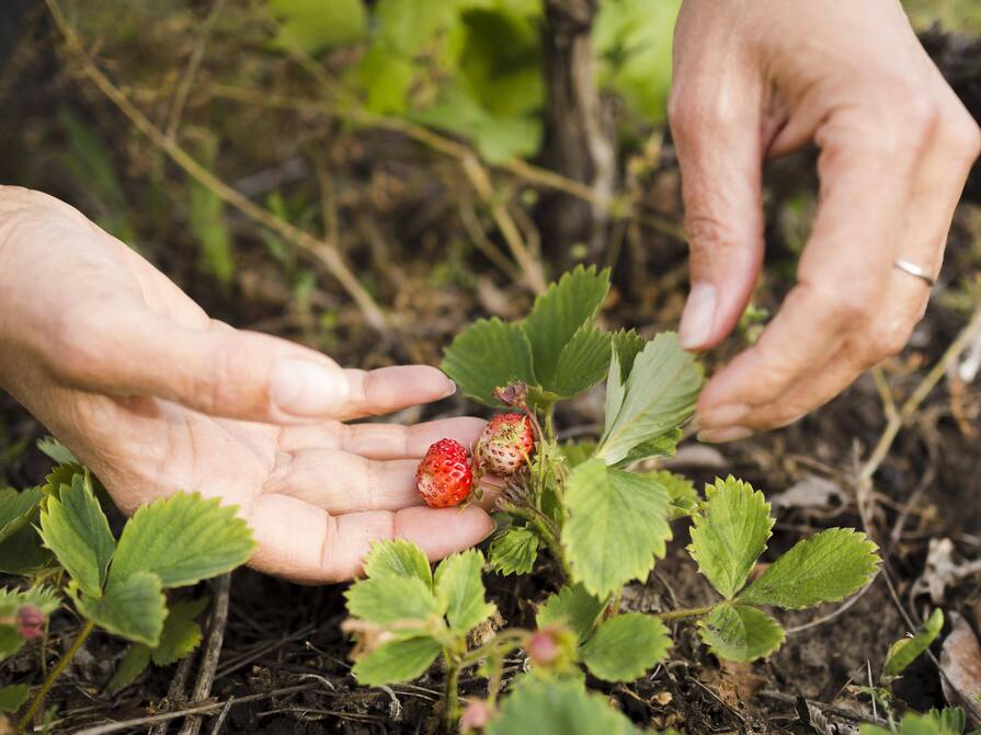 Hände einer Person berühren vorsichtig eine kleine Erdbeerpflanze, während reifende Erdbeeren auf der Handfläche liegen.